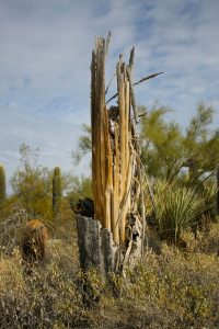 Pinnacle Peak Desert Center Cactus