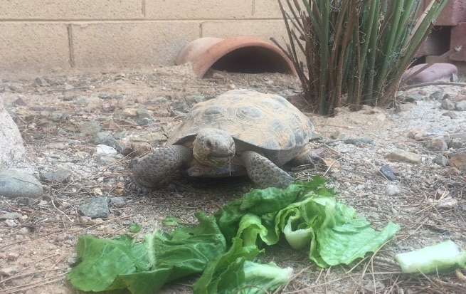 Adopt a Tortoise • Sibbach.com