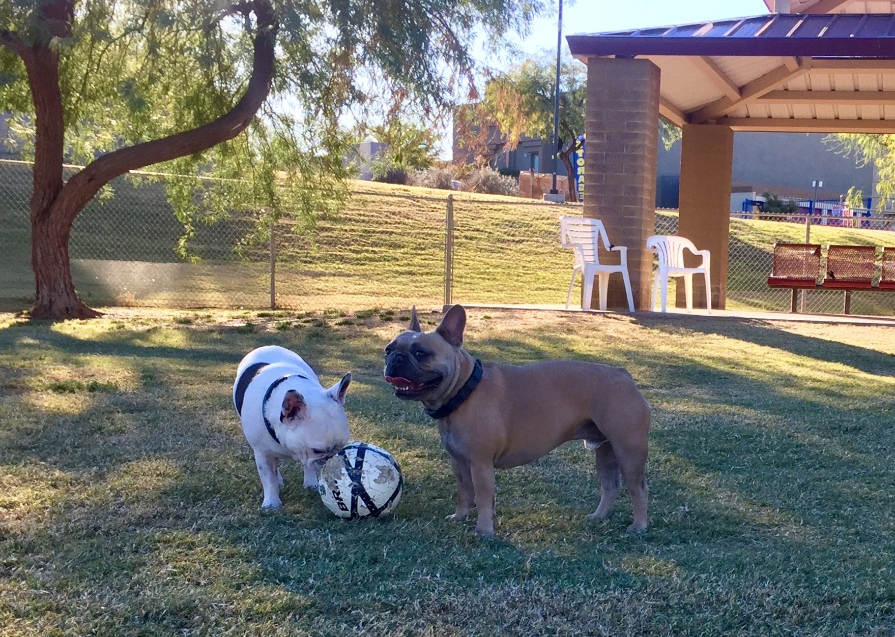 Scottsdale Dog Parks • Sibbach.com